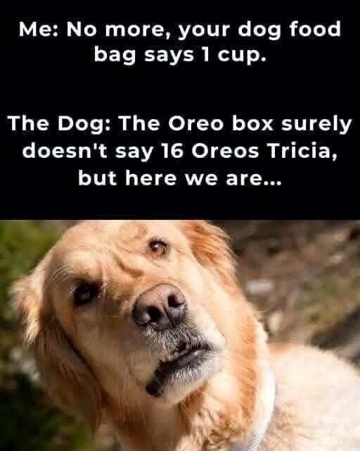 Meme with a dog 